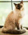 petfinder ragdoll