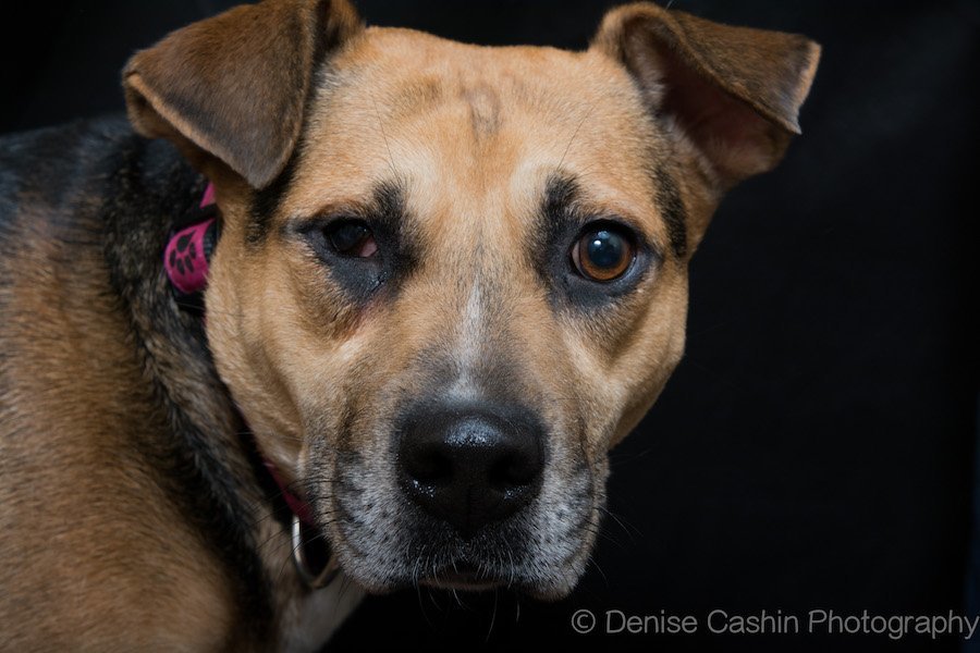 Allie, an adoptable German Shepherd Dog, Shar-Pei in Pittstown, NJ, 08867 | Photo Image 1