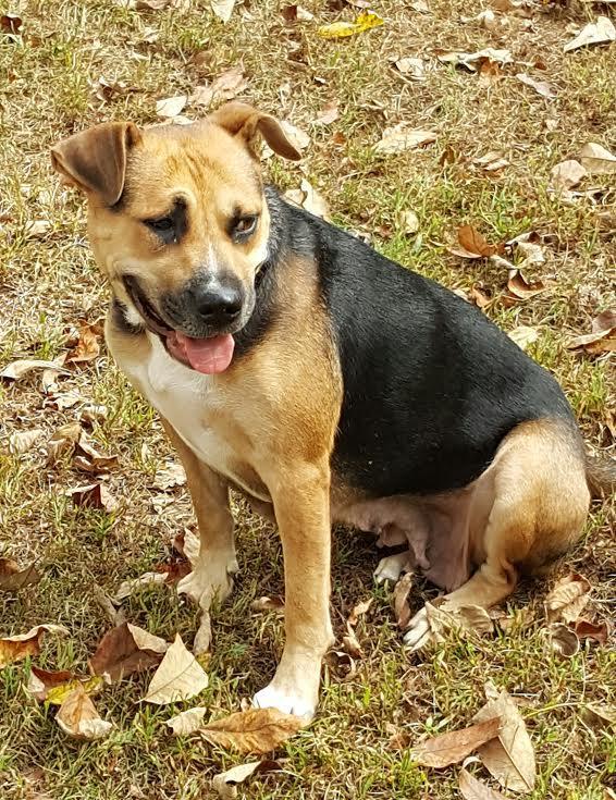 Allie, an adoptable German Shepherd Dog, Shar-Pei in Pittstown, NJ, 08867 | Photo Image 2