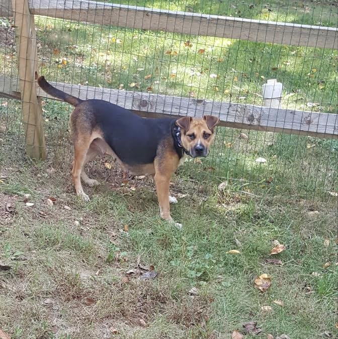 Allie, an adoptable German Shepherd Dog, Shar-Pei in Pittstown, NJ, 08867 | Photo Image 3