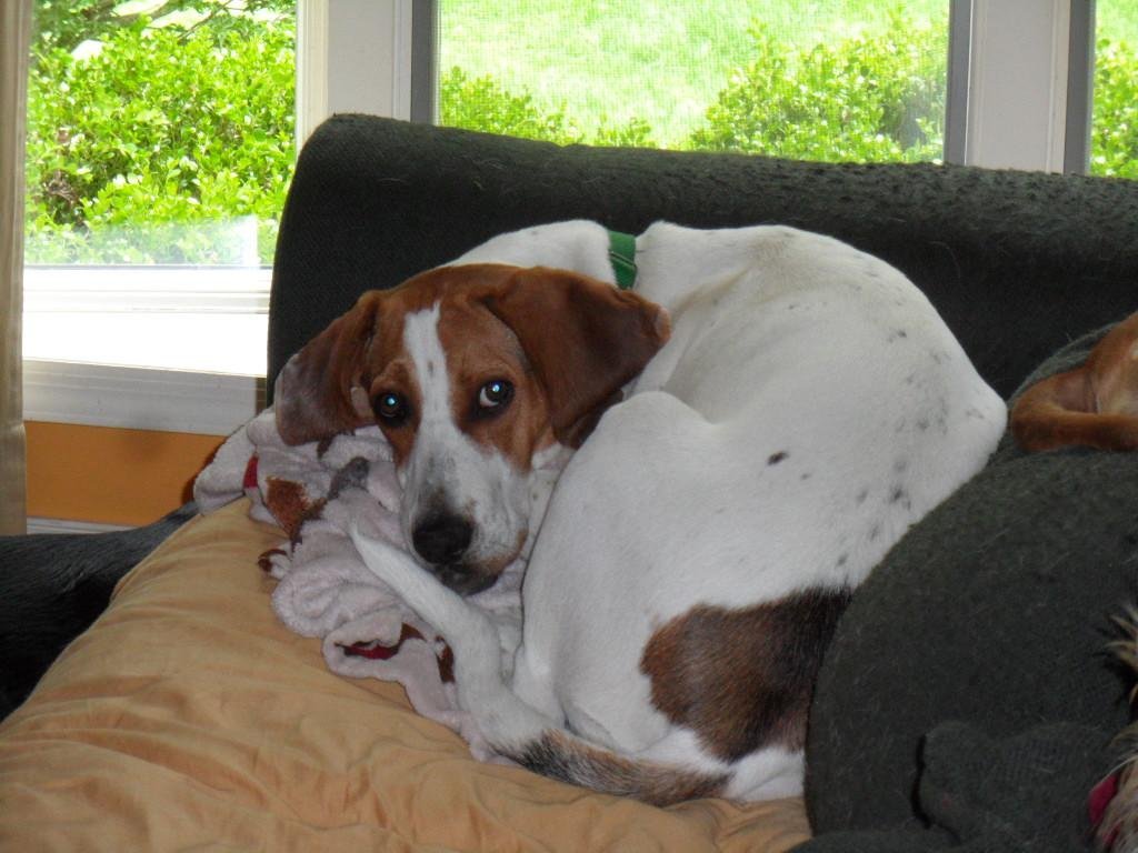 Mack, an adoptable Treeing Walker Coonhound, Vizsla in Pittstown, NJ, 08867 | Photo Image 2