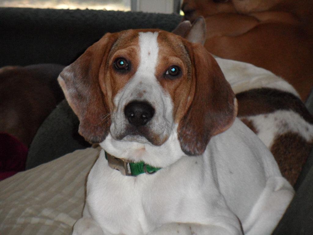 Mack, an adoptable Treeing Walker Coonhound, Vizsla in Pittstown, NJ, 08867 | Photo Image 3