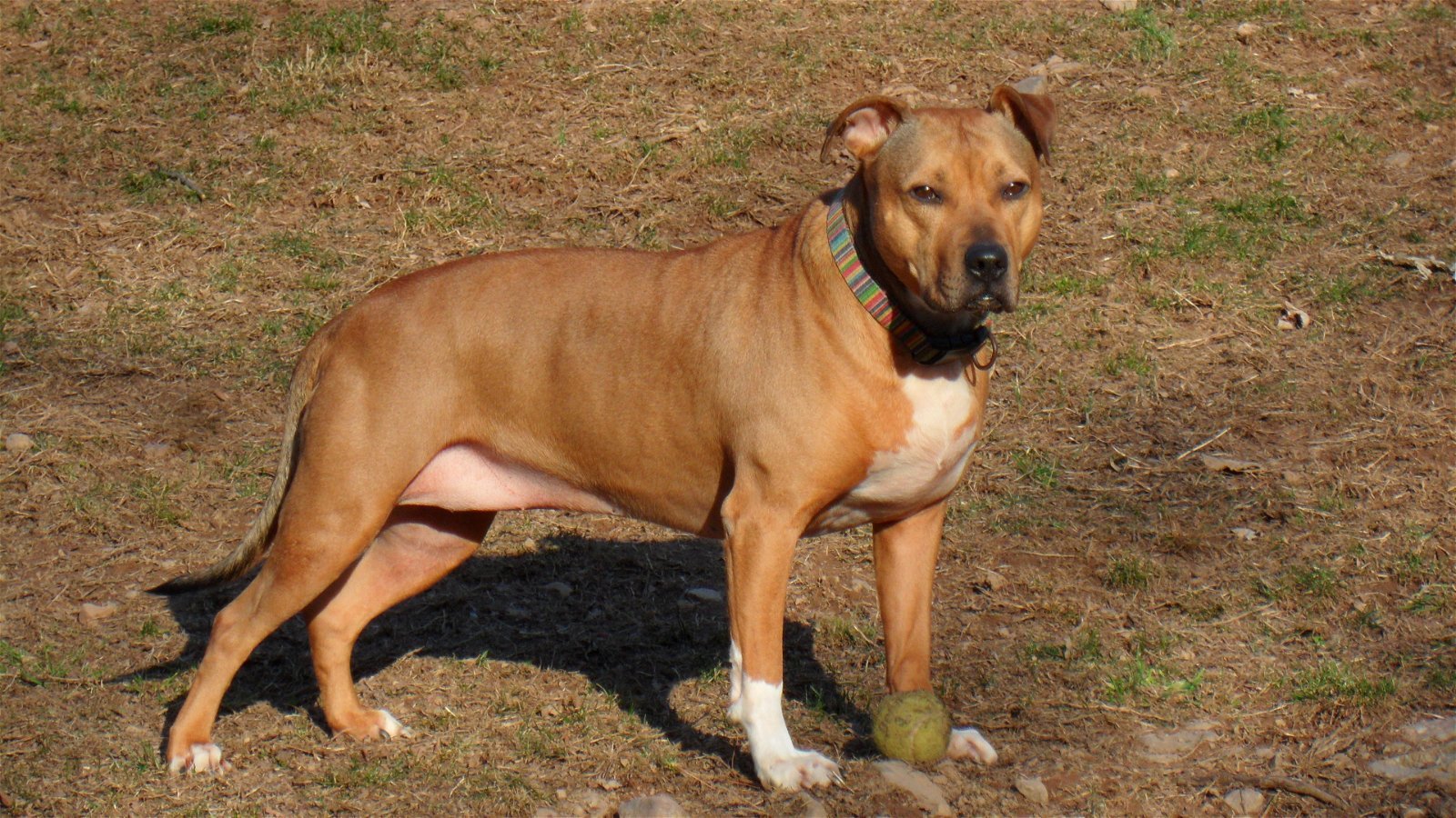 Faith, an adoptable Staffordshire Bull Terrier in Pittstown, NJ, 08867 | Photo Image 2
