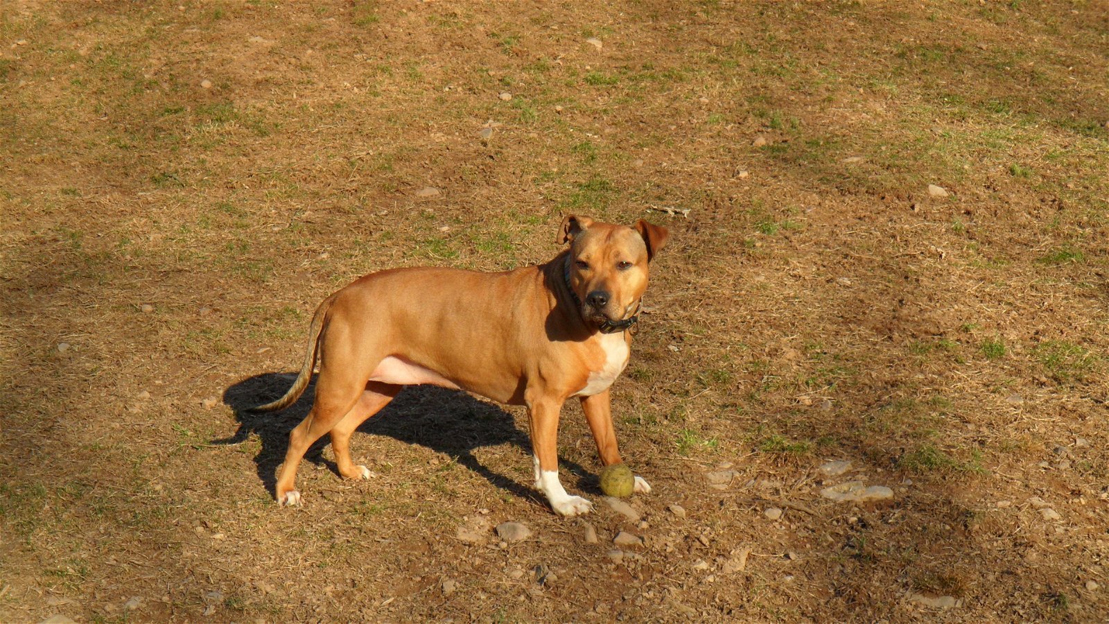 Faith, an adoptable Staffordshire Bull Terrier in Pittstown, NJ, 08867 | Photo Image 1