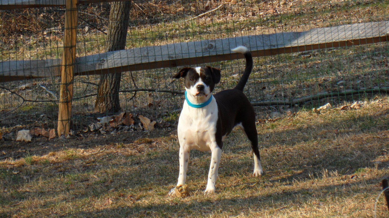 MJ, an adoptable Boston Terrier, Beagle in Pittstown, NJ, 08867 | Photo Image 2