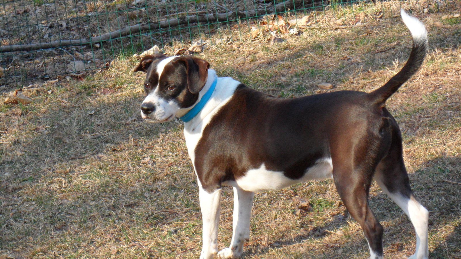 halv otte klinge indgang Dog for adoption - MJ, a Boston Terrier & Beagle Mix in Pittstown, NJ |  Petfinder