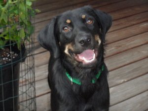 Roxanne (Roxy), an adoptable Rottweiler, Shepherd in Pittstown, NJ, 08867 | Photo Image 2