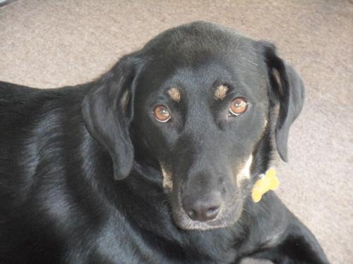 Roxanne (Roxy), an adoptable Rottweiler, Shepherd in Pittstown, NJ, 08867 | Photo Image 1