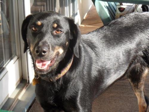 Roxanne (Roxy), an adoptable Rottweiler, Shepherd in Pittstown, NJ, 08867 | Photo Image 3