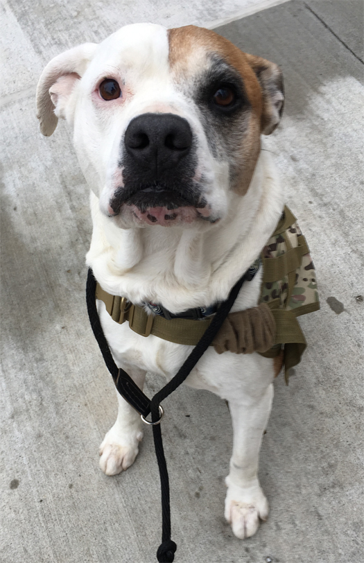 Fully trained service dog for PTSD 1