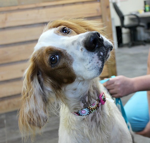 Sis, an adopted English Setter in Reston, VA_image-1