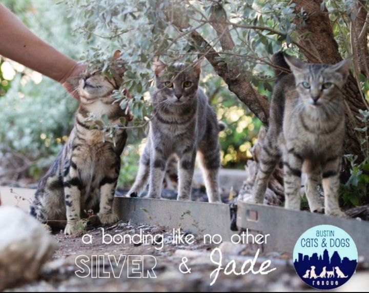 Cat for adoption - Jade *Bonded pair with Silver and must ...