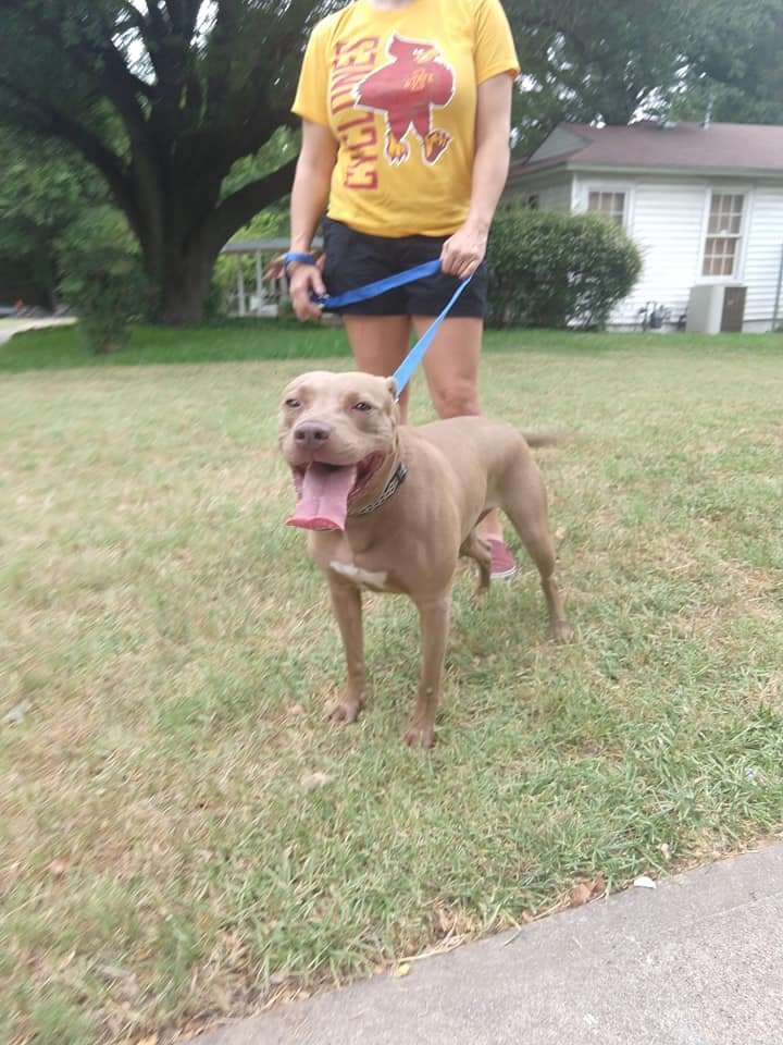 Ziva, an adoptable Staffordshire Bull Terrier in Dallas, TX, 75218 | Photo Image 1