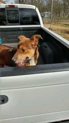 Brock, an adoptable Shepherd in Dallas, TX, 75218 | Photo Image 3