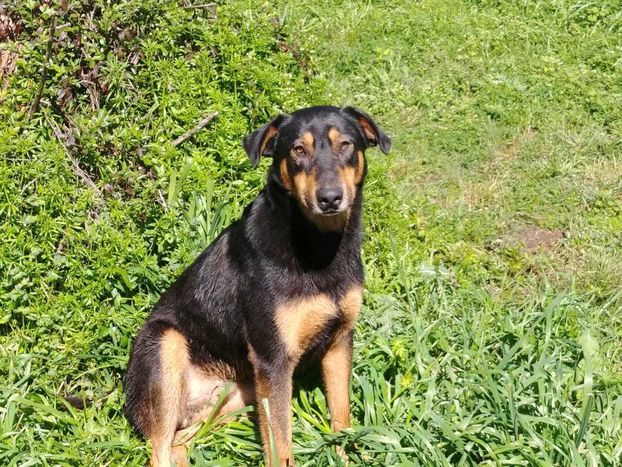 Brody, an adoptable Shepherd in Dallas, TX, 75218 | Photo Image 1