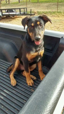 Brody, an adoptable Shepherd in Dallas, TX, 75218 | Photo Image 2