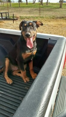 Brody, an adoptable Shepherd in Dallas, TX, 75218 | Photo Image 3