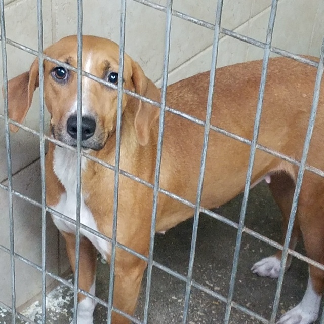 Dog For Adoption Sandy A Hound Beagle Mix In Jacksonville Fl Petfinder