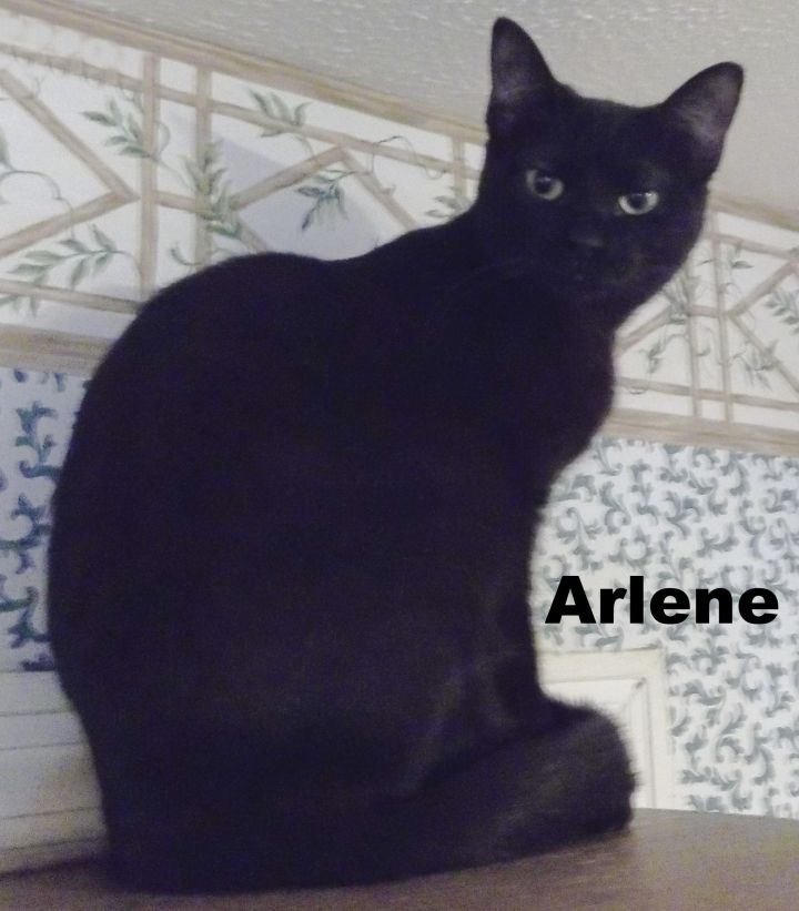 Arlene 1