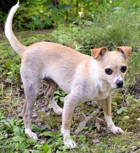 Dog For Adoption Rex A Shepherd Mix In Oakville On Petfinder