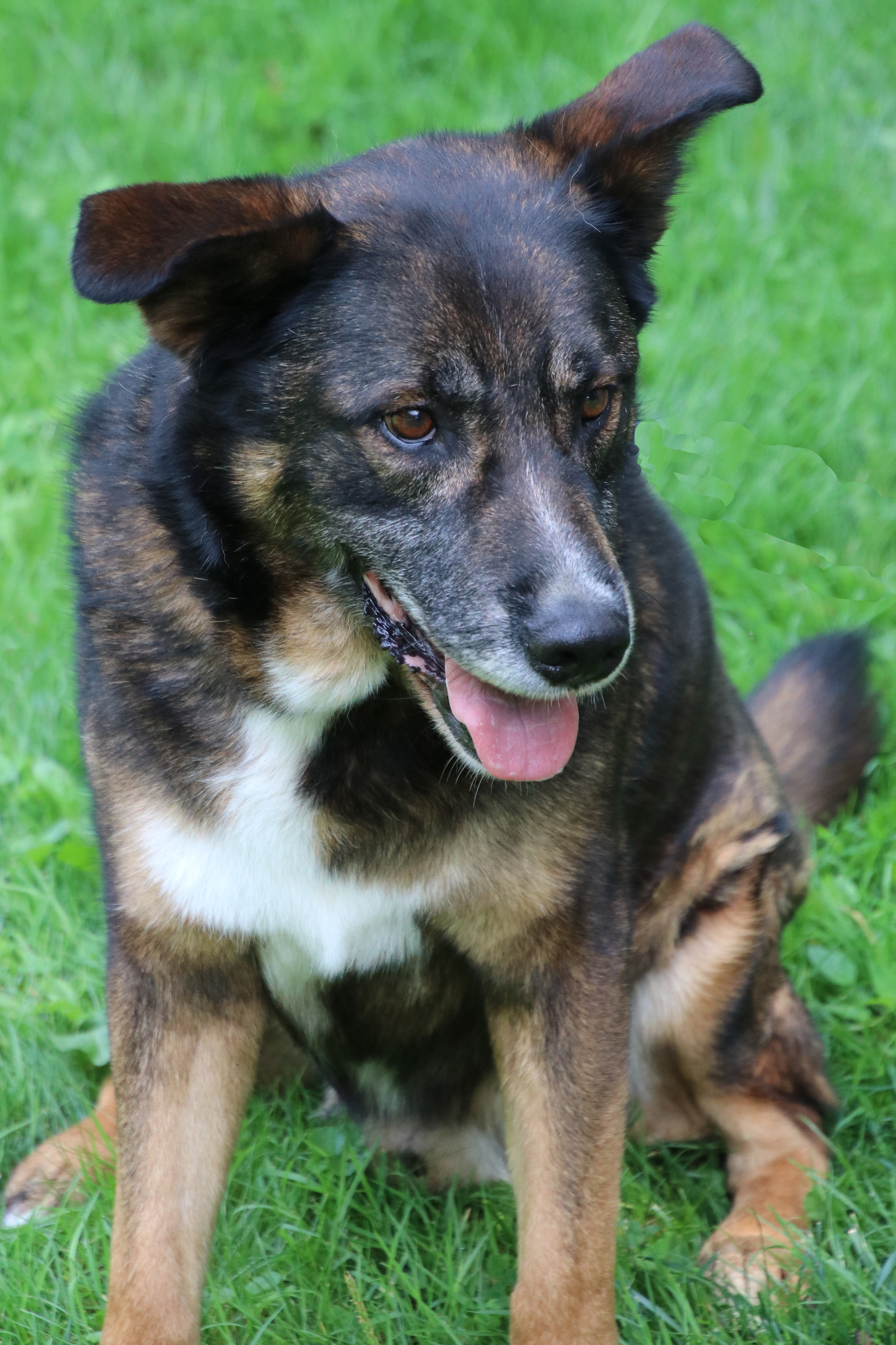 Ranger, an adoptable German Shepherd Dog in Ashland, OH, 44805 | Photo Image 2