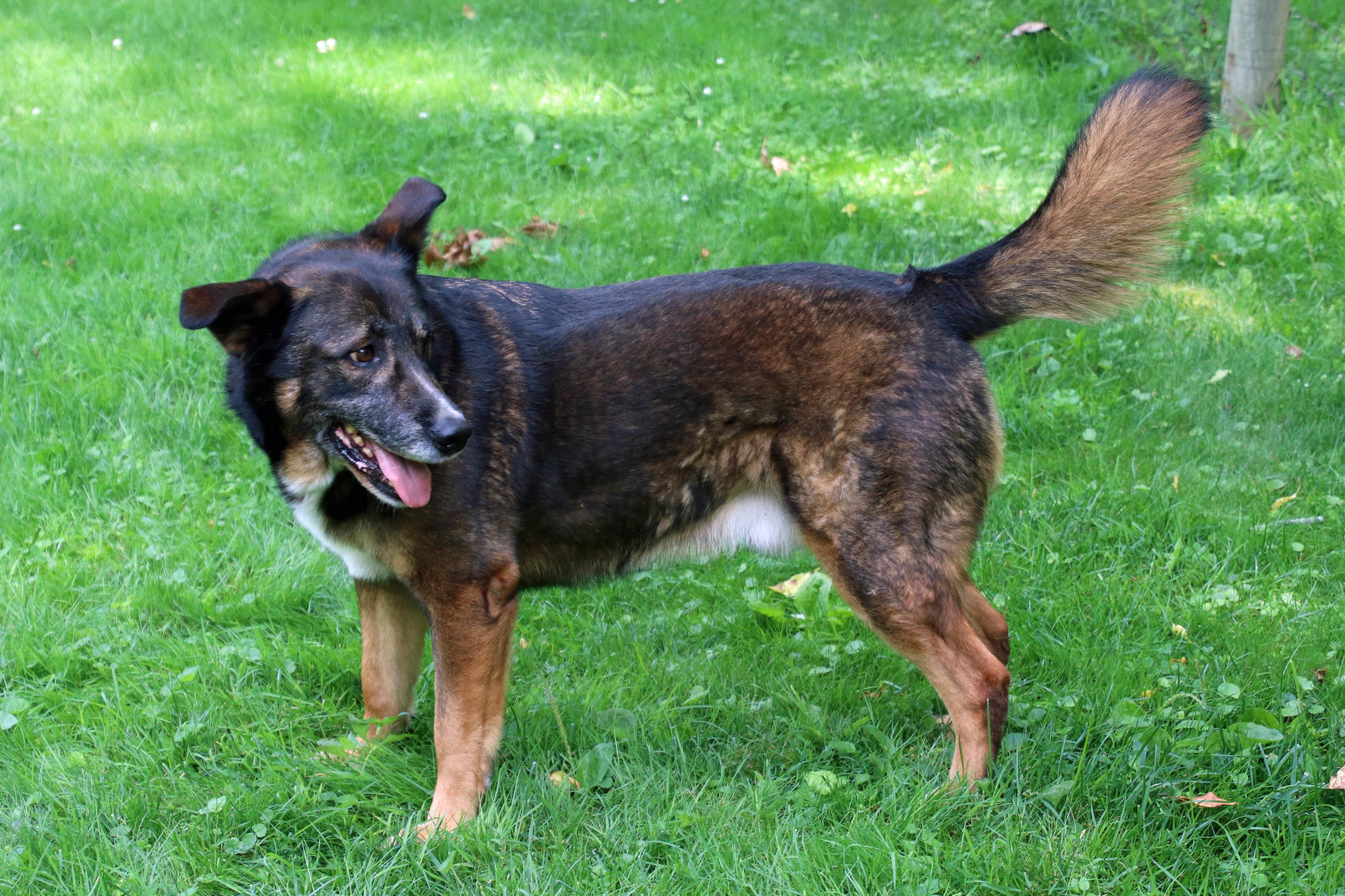 Ranger, an adoptable German Shepherd Dog in Ashland, OH, 44805 | Photo Image 3