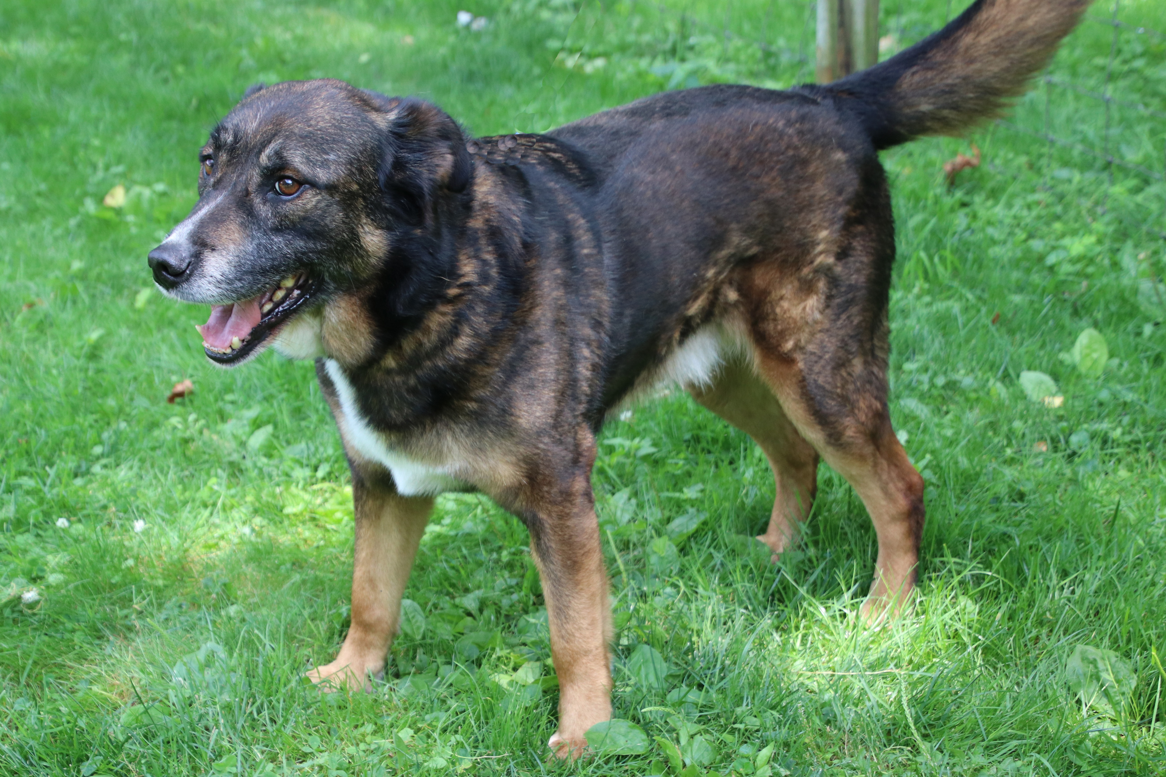 Ranger, an adoptable German Shepherd Dog in Ashland, OH, 44805 | Photo Image 4