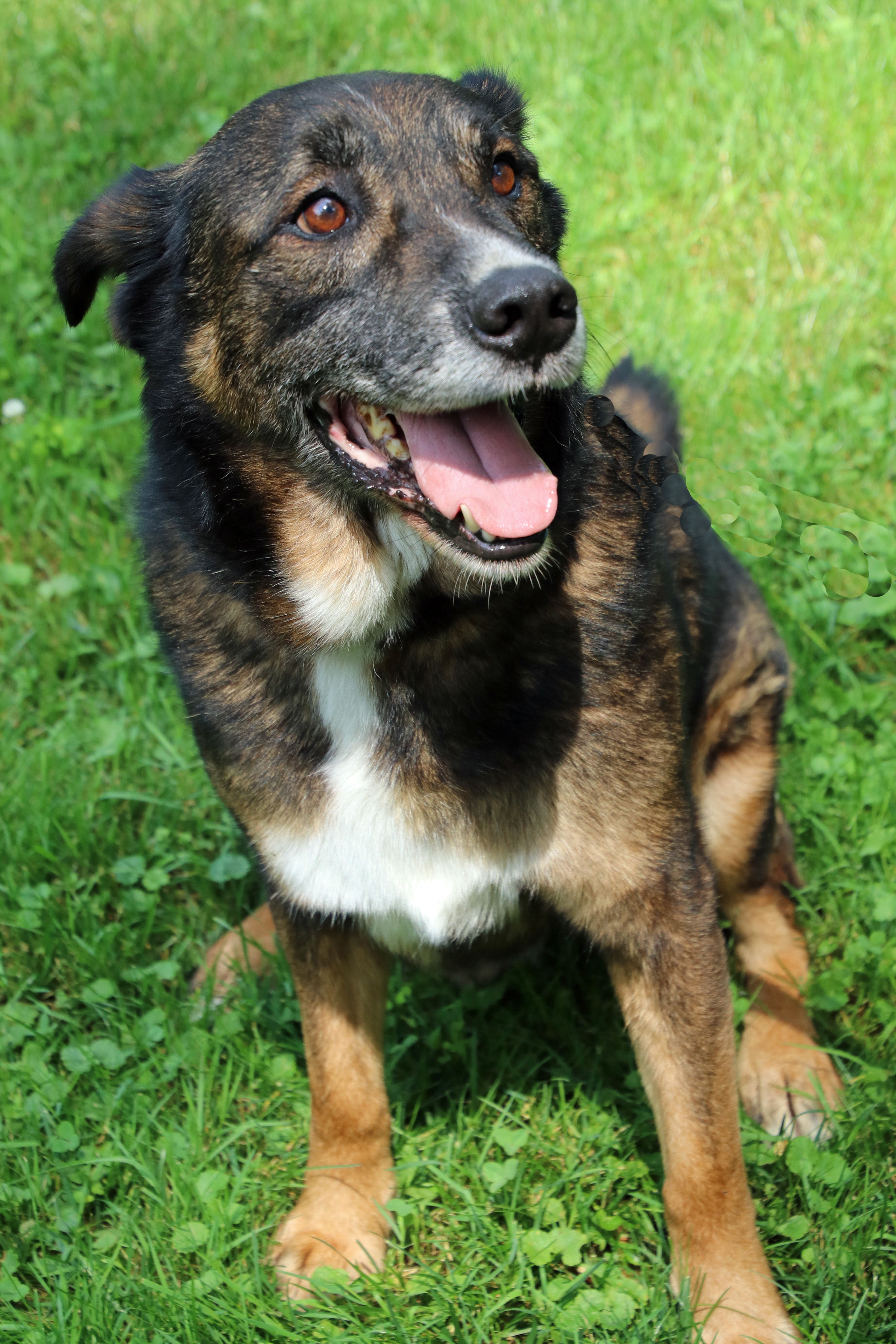 Ranger, an adoptable German Shepherd Dog in Ashland, OH, 44805 | Photo Image 1