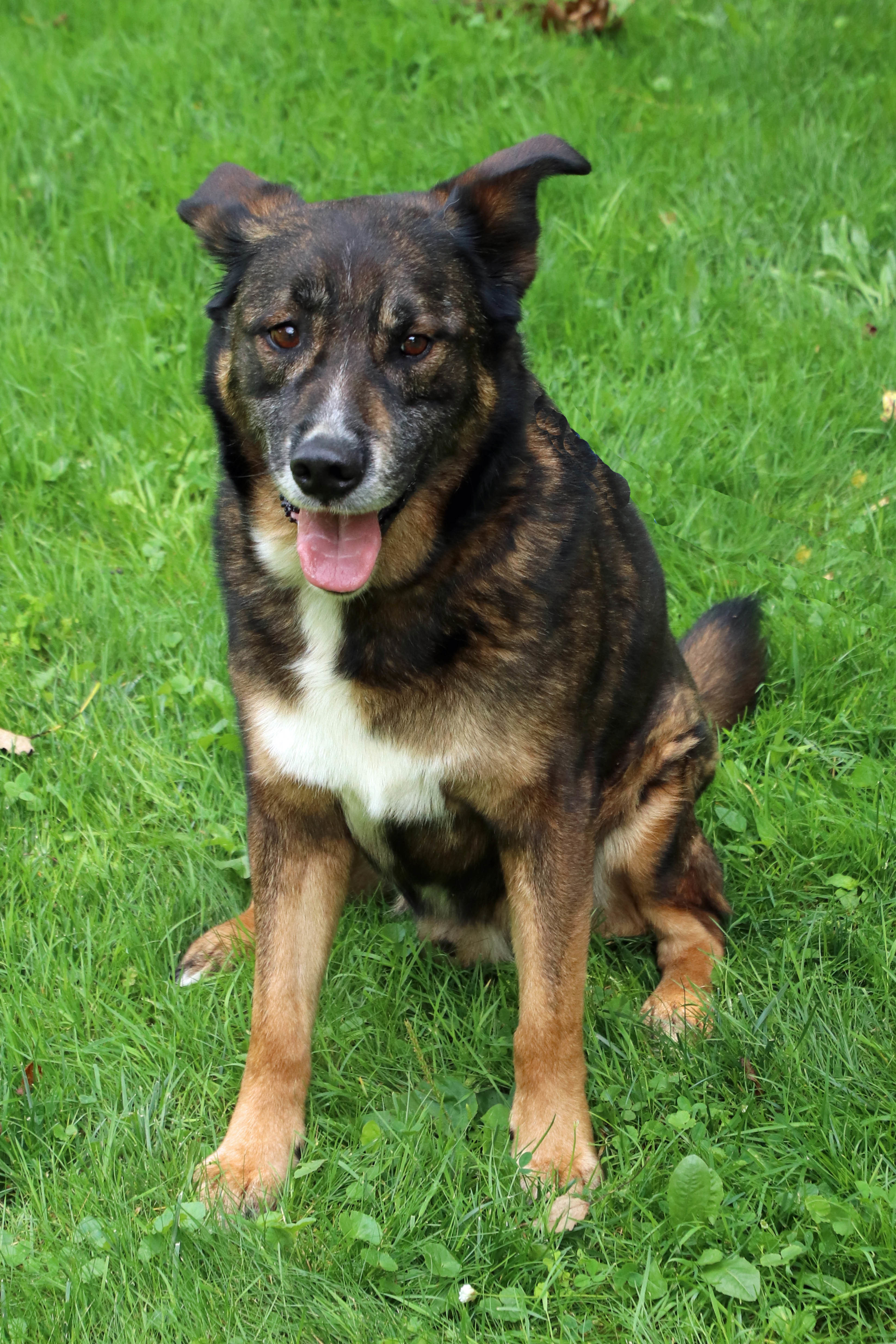 Ranger, an adoptable German Shepherd Dog in Ashland, OH, 44805 | Photo Image 5