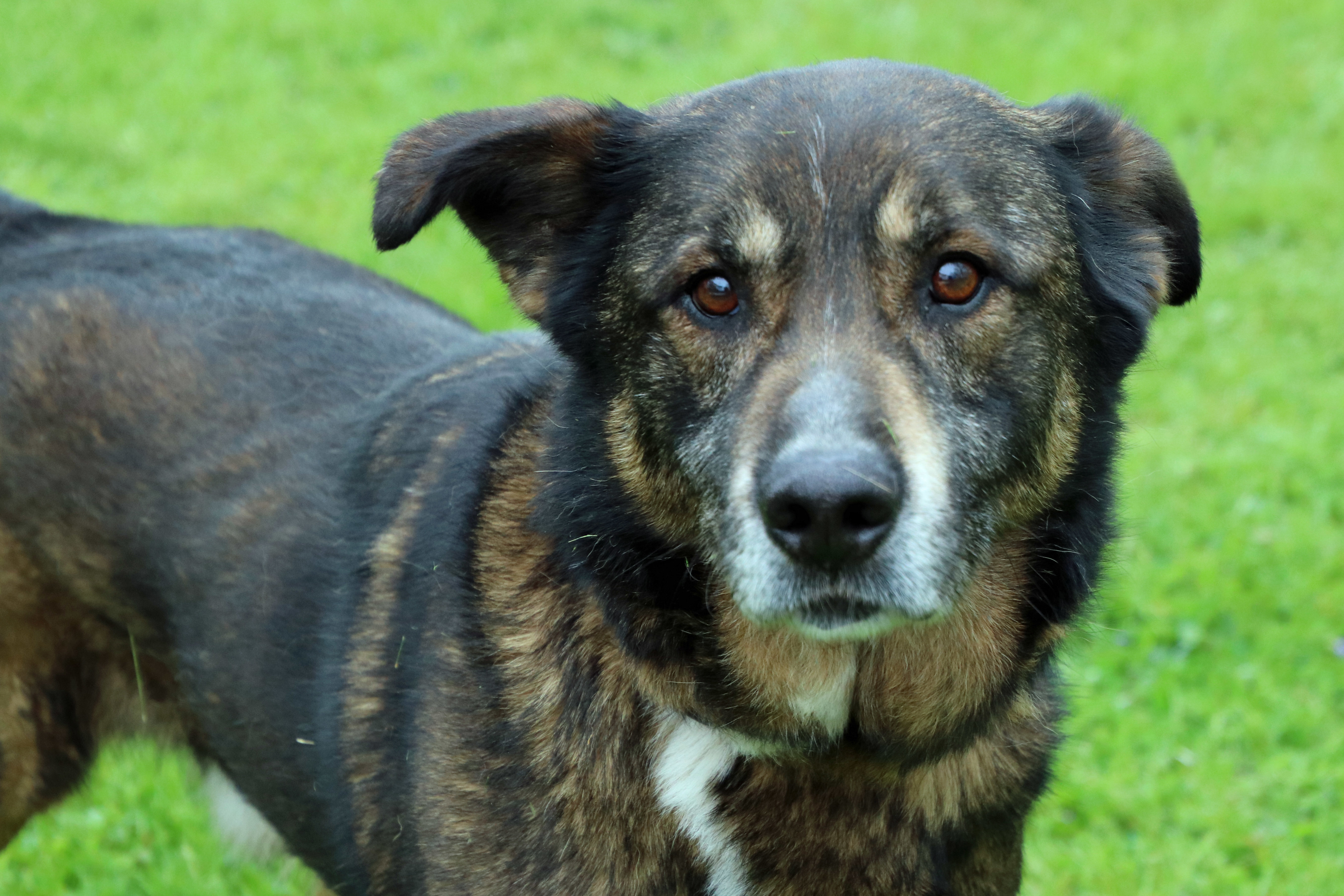 Ranger, an adoptable German Shepherd Dog in Ashland, OH, 44805 | Photo Image 6