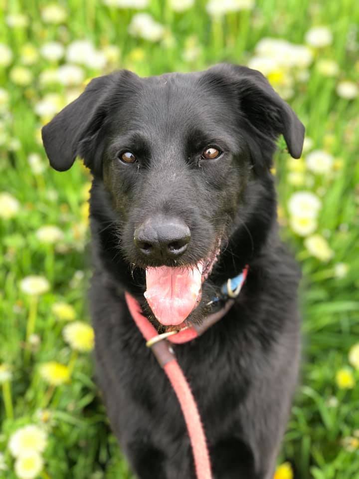 Poe, an adoptable Airedale Terrier & Labrador Retriever Mix in Lake Odessa, MI