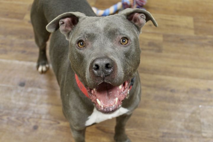 Moose, an adoptable Terrier Mix in Lake Odessa, MI