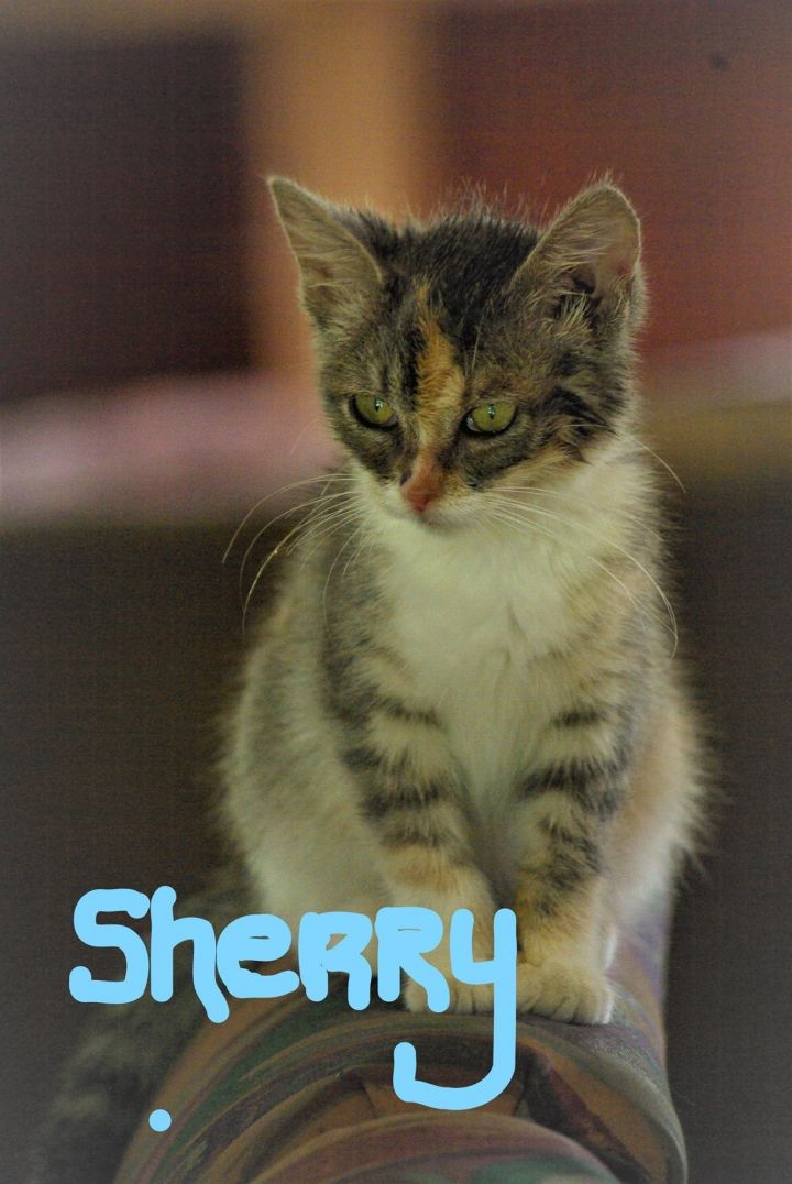 Sherry 5