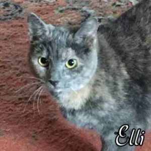 Elli