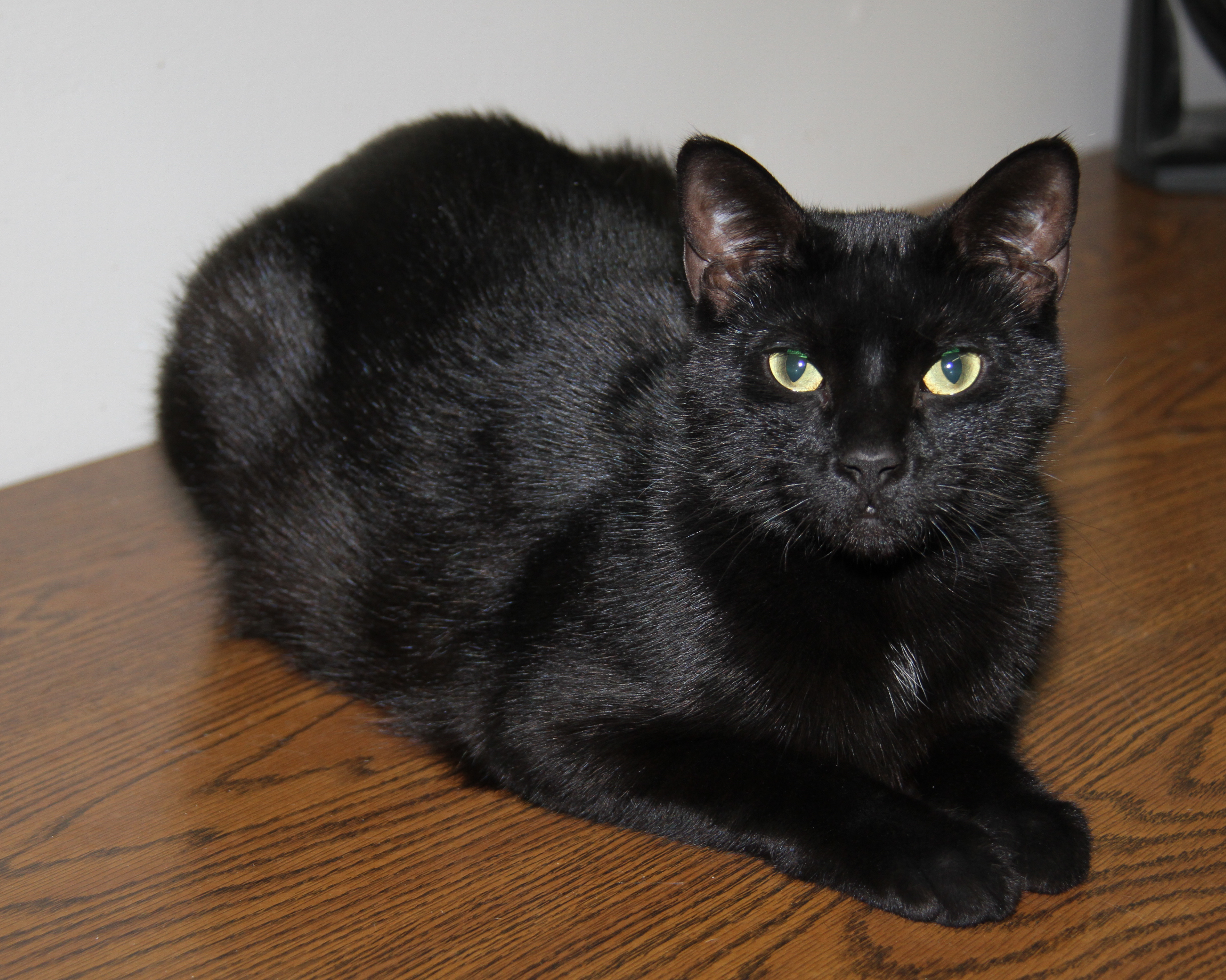 Tinker (Neutered & Combo Tested) (In Foster Care), an adoptable Domestic Short Hair in Marietta, OH, 45750 | Photo Image 1