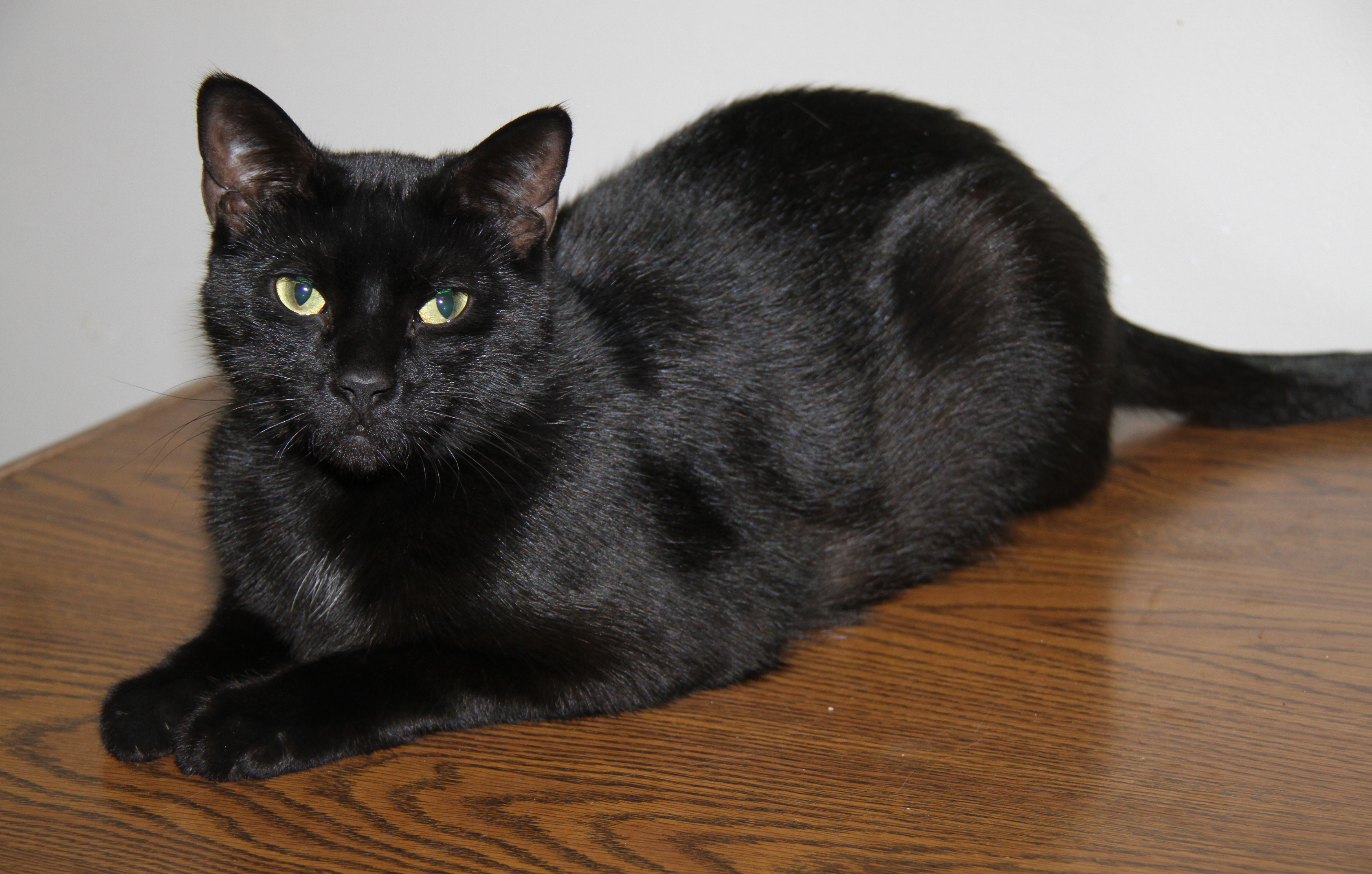 Tinker (Neutered & Combo Tested) (In Foster Care), an adoptable Domestic Short Hair in Marietta, OH, 45750 | Photo Image 2
