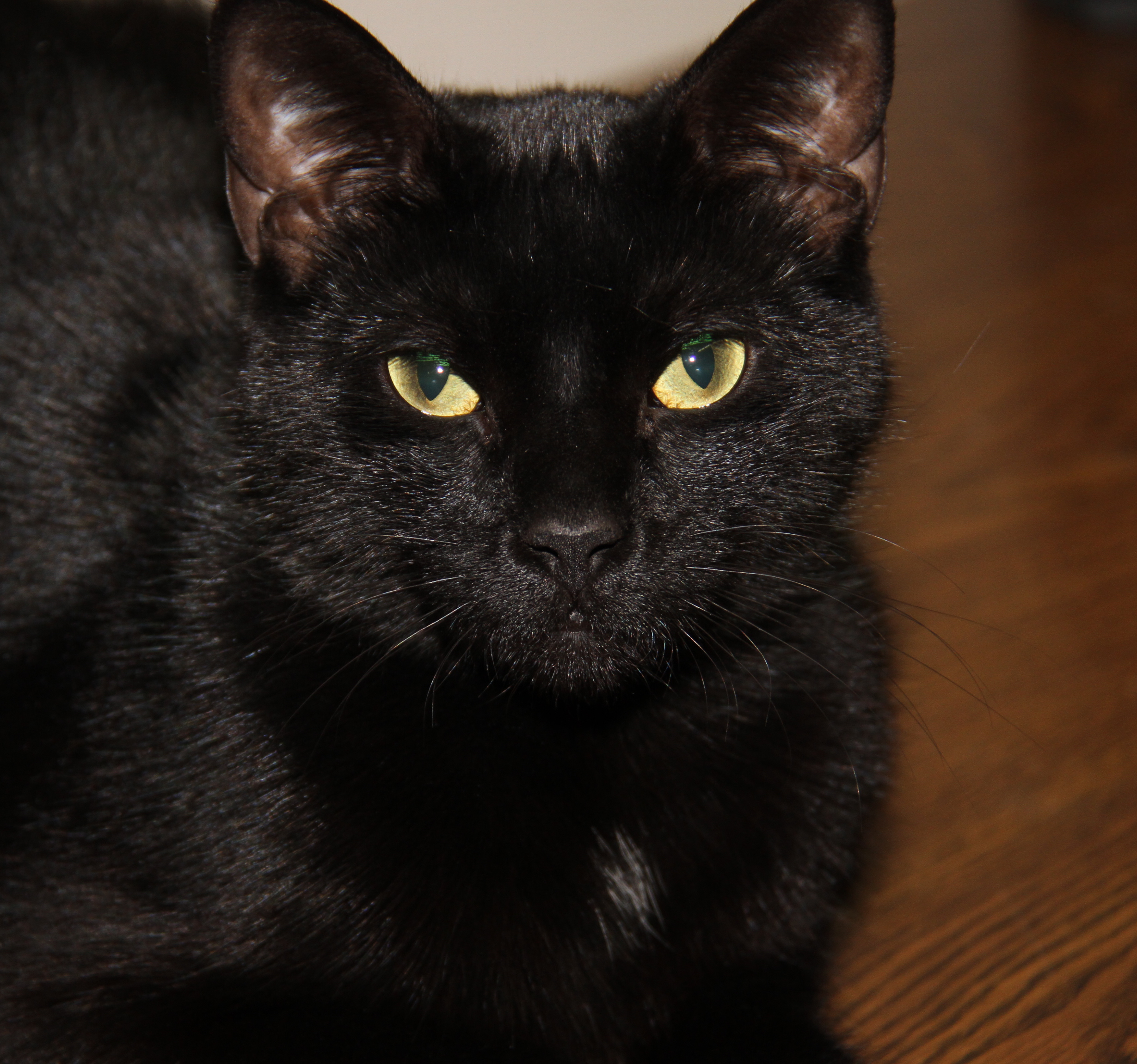 Tinker (Neutered & Combo Tested) (In Foster Care), an adoptable Domestic Short Hair in Marietta, OH, 45750 | Photo Image 3
