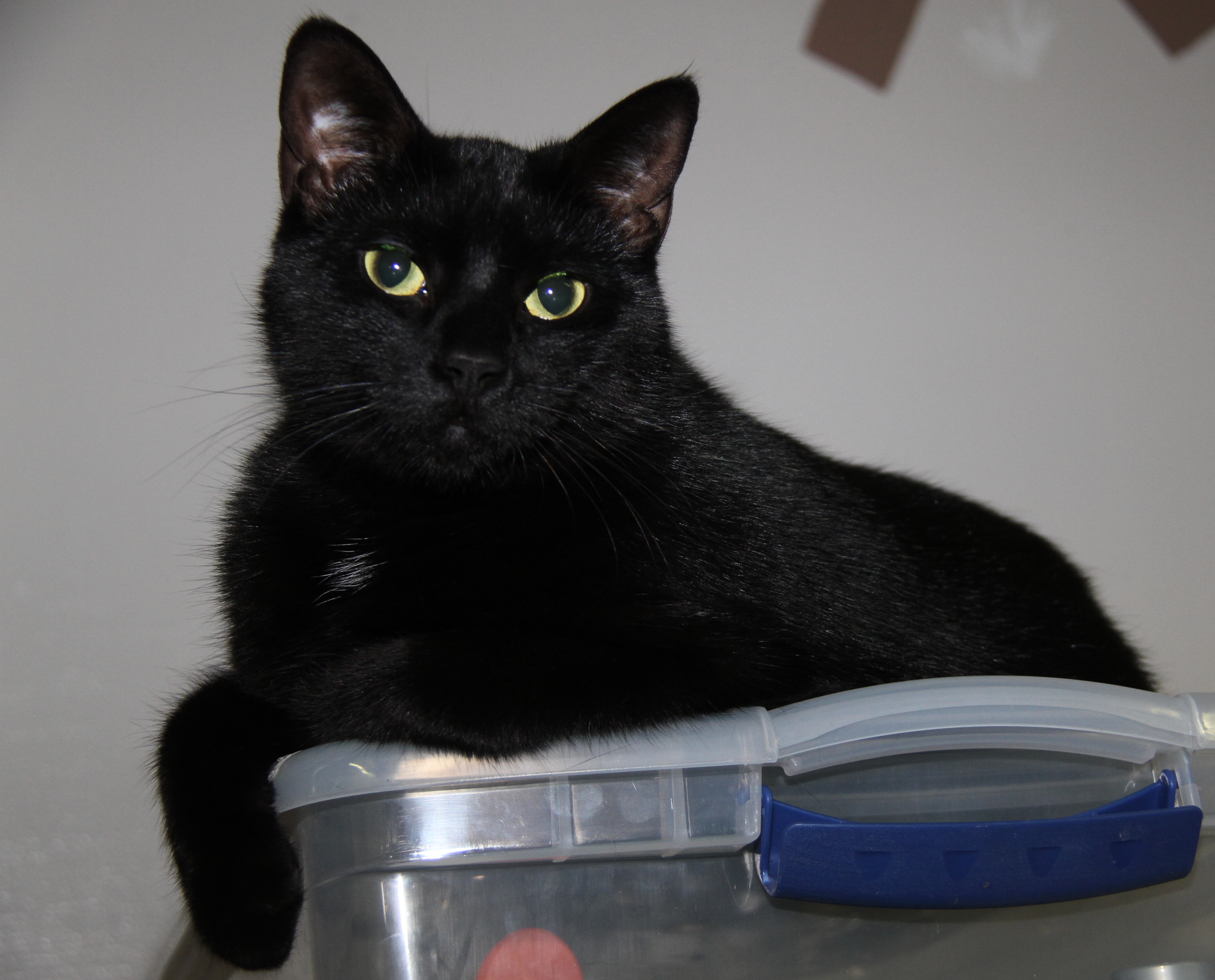 Tinker (Neutered & Combo Tested) (In Foster Care), an adoptable Domestic Short Hair in Marietta, OH, 45750 | Photo Image 4