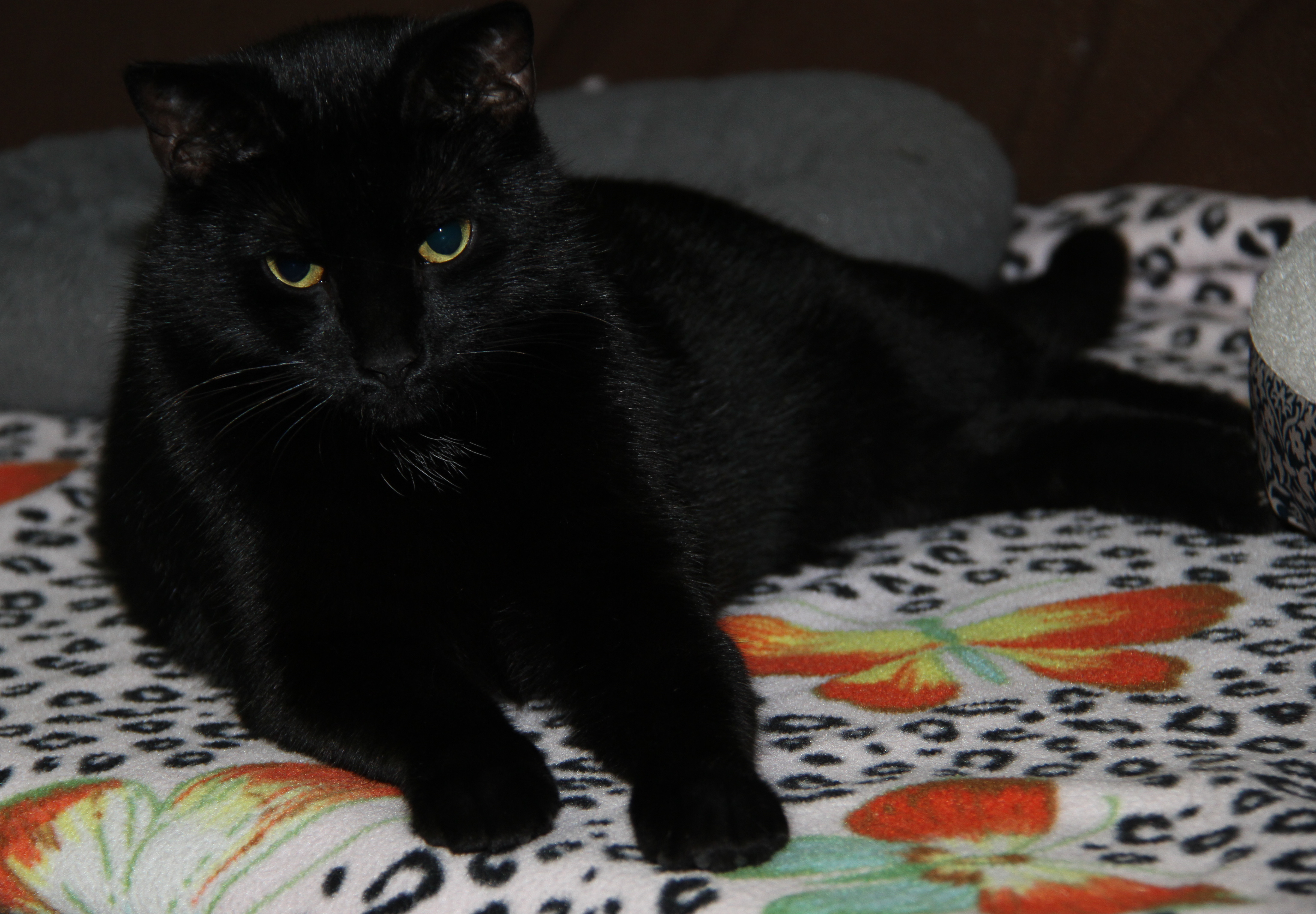 Tinker (Neutered & Combo Tested) (In Foster Care), an adoptable Domestic Short Hair in Marietta, OH, 45750 | Photo Image 5