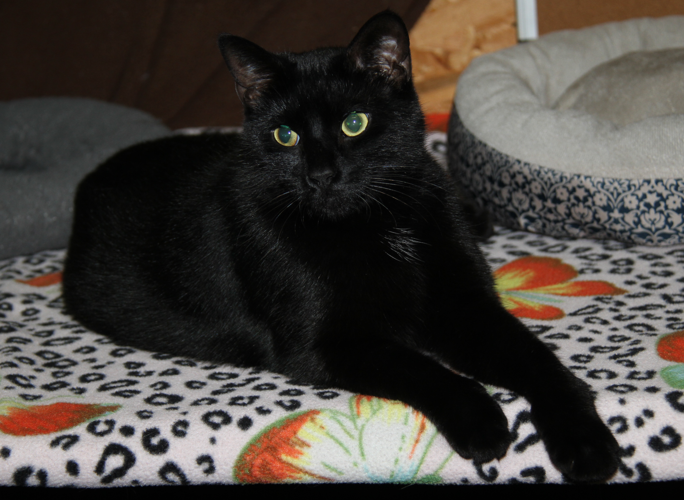 Tinker (Neutered & Combo Tested) (In Foster Care), an adoptable Domestic Short Hair in Marietta, OH, 45750 | Photo Image 6