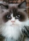 petfinder ragdoll