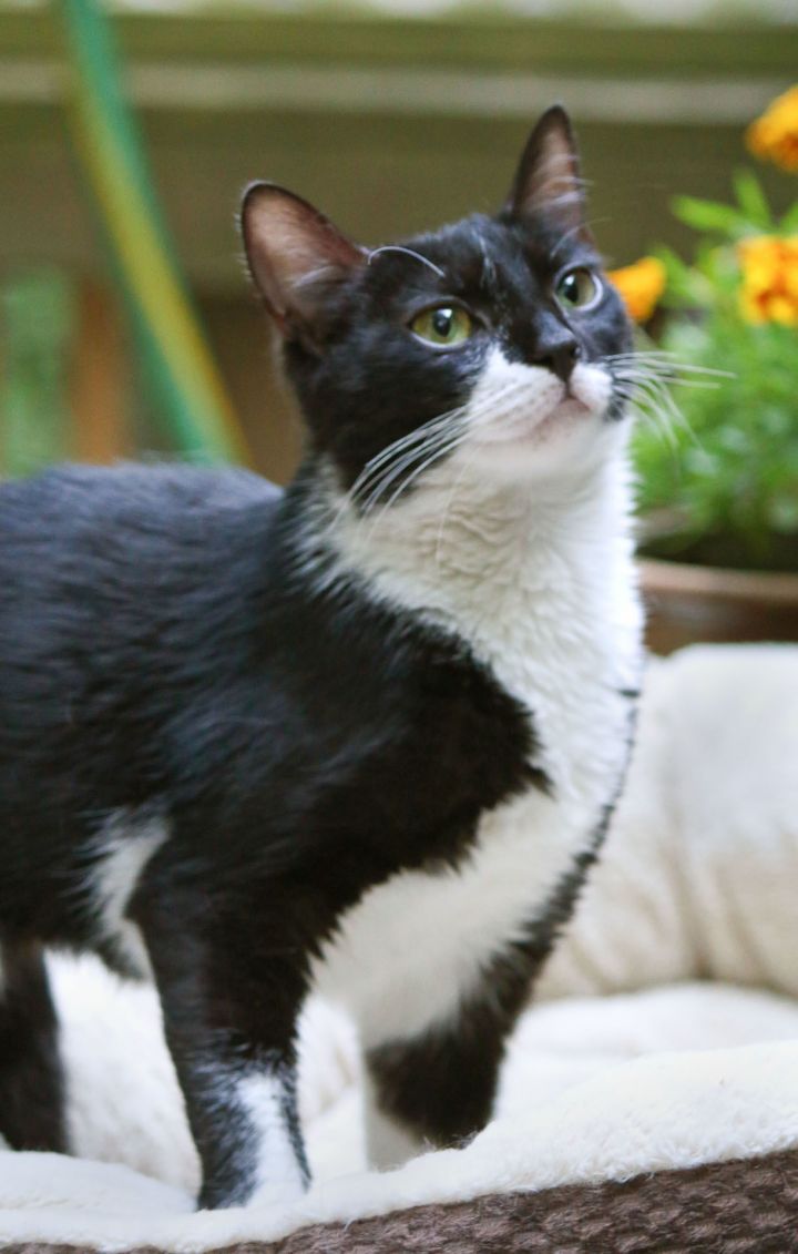 Cat For Adoption Mucky Female Tuxedo Cat A Domestic Short Hair