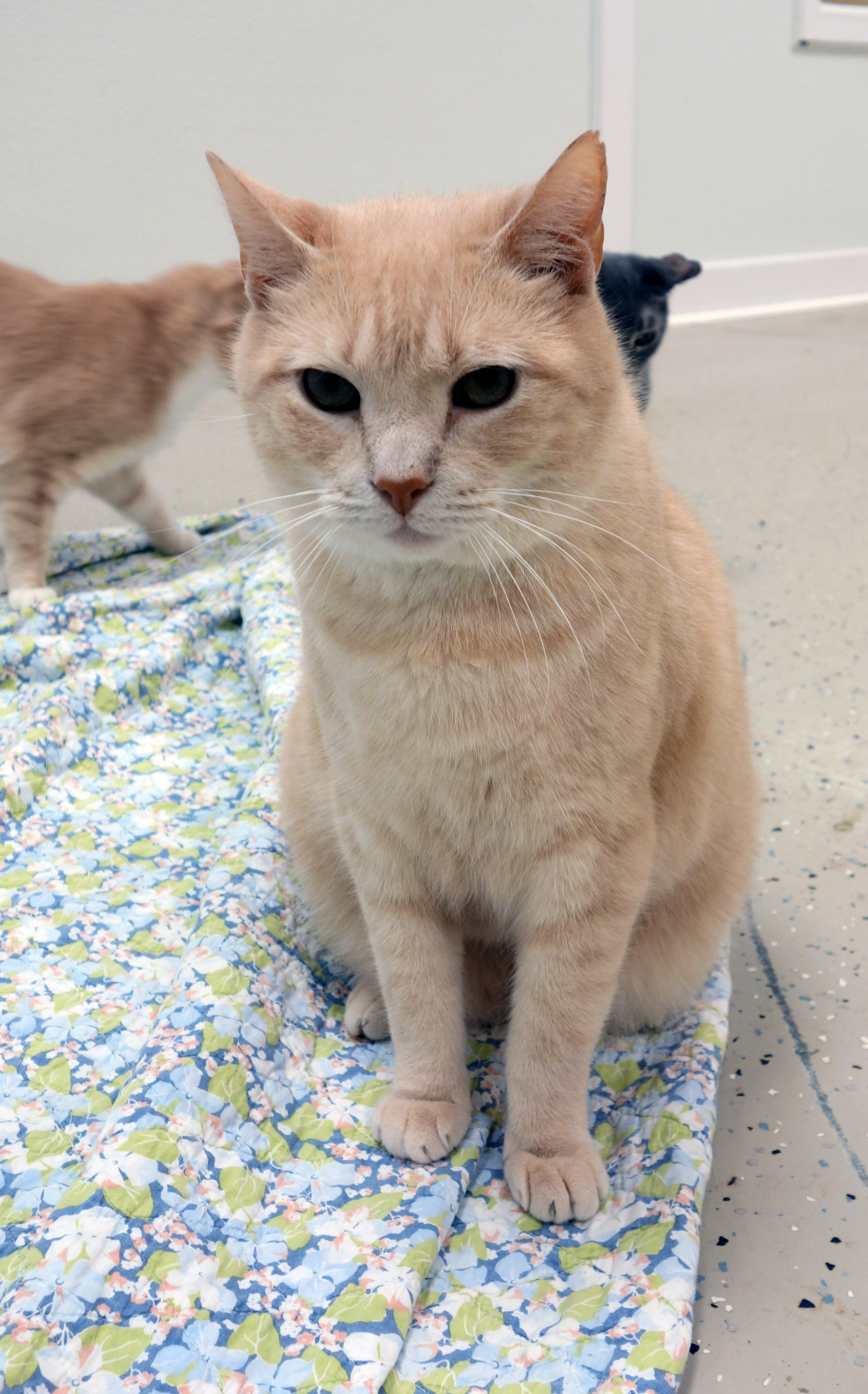 Rusty (FIV+), an adoptable Domestic Short Hair in Gouldsboro, PA, 18424 | Photo Image 1