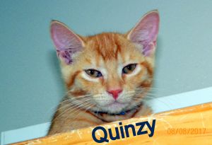 Quinzy