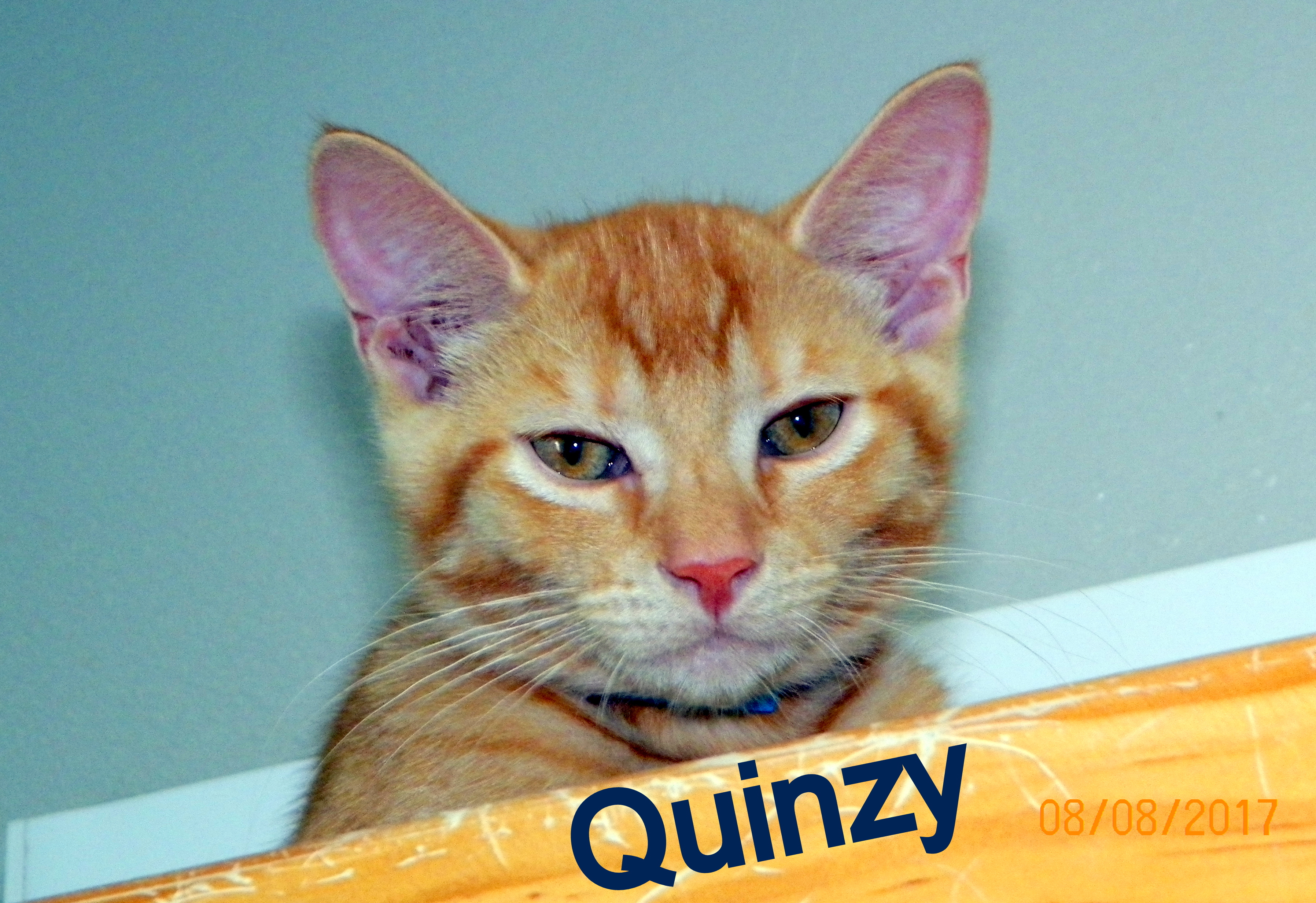Quinzy detail page