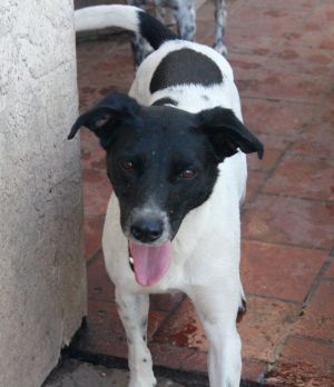 Dog For Adoption Lucy A Border Collie German Shorthaired