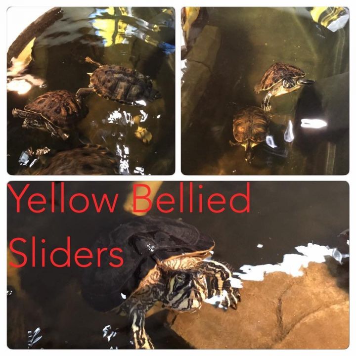Yellow Bellied Sliders-Medium 2