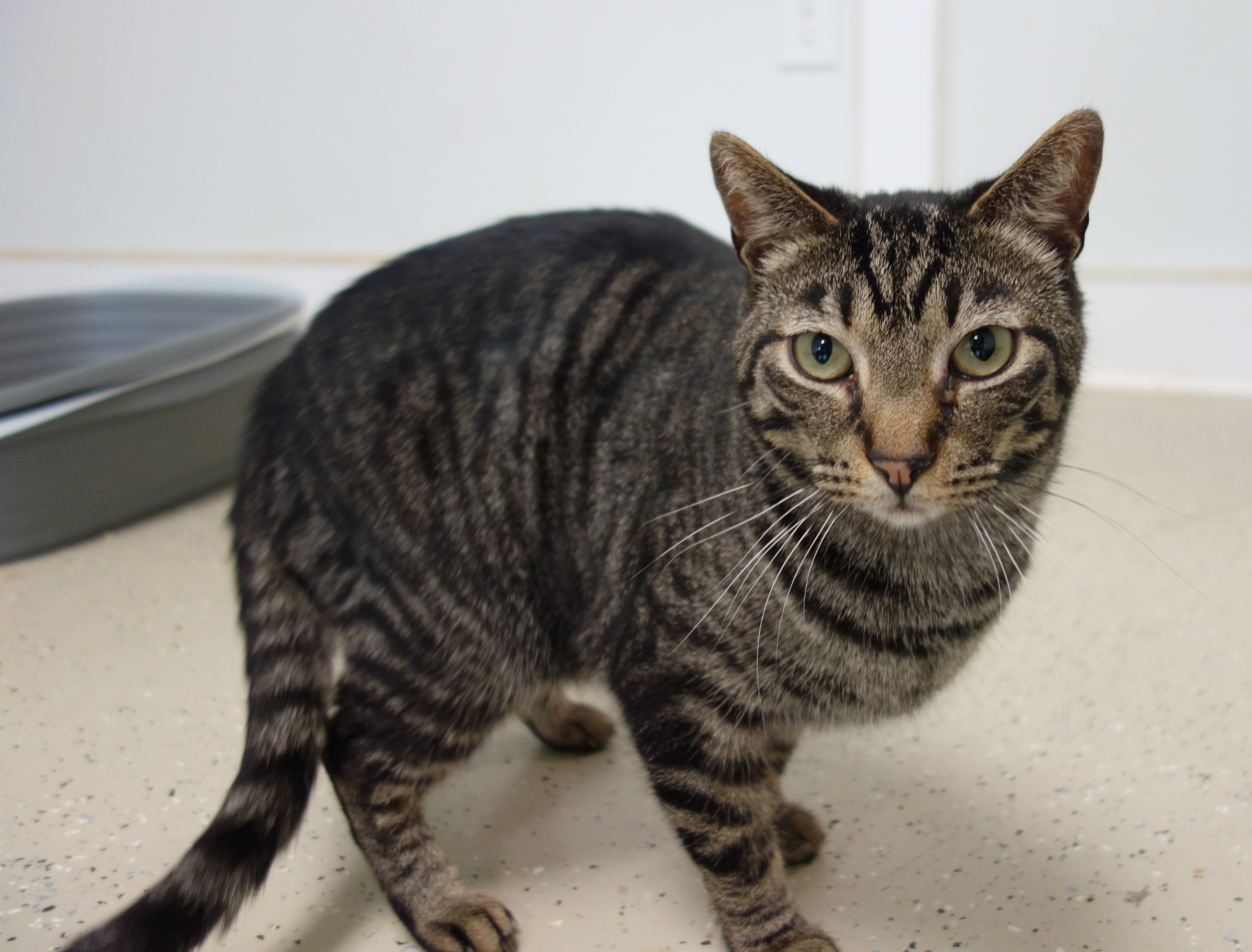 Vincent, an adoptable Domestic Short Hair in Gouldsboro, PA, 18424 | Photo Image 3