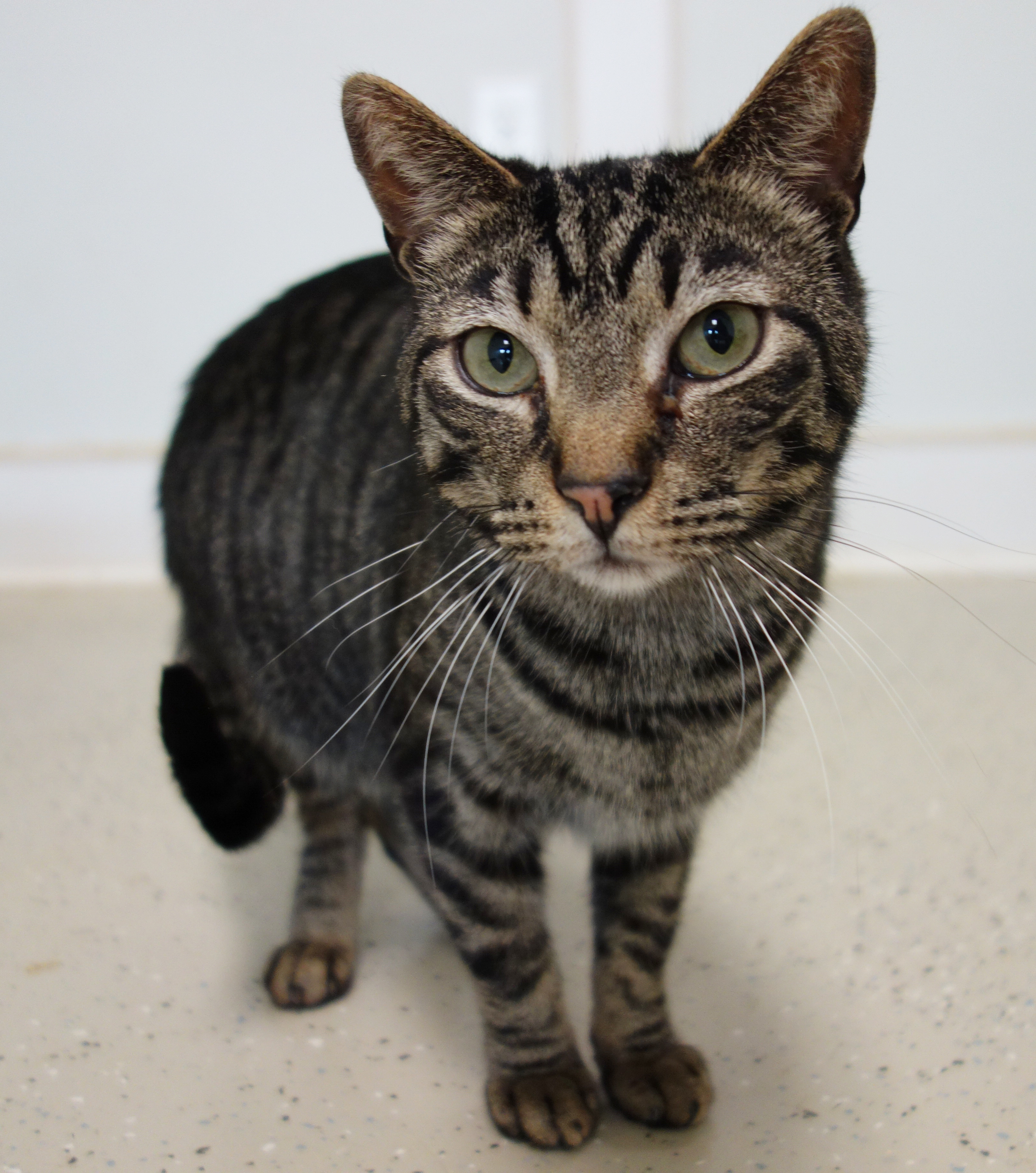 Vincent, an adoptable Domestic Short Hair in Gouldsboro, PA, 18424 | Photo Image 1