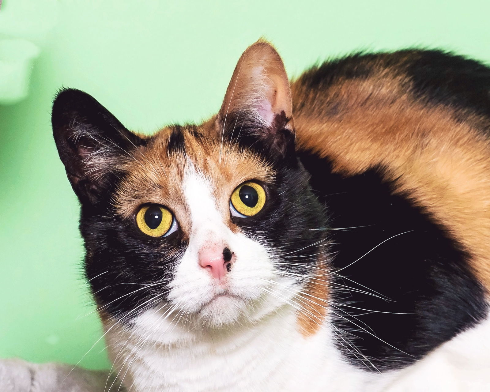 Kabuki, an adoptable Calico in Locust Grove, GA, 30248 | Photo Image 1